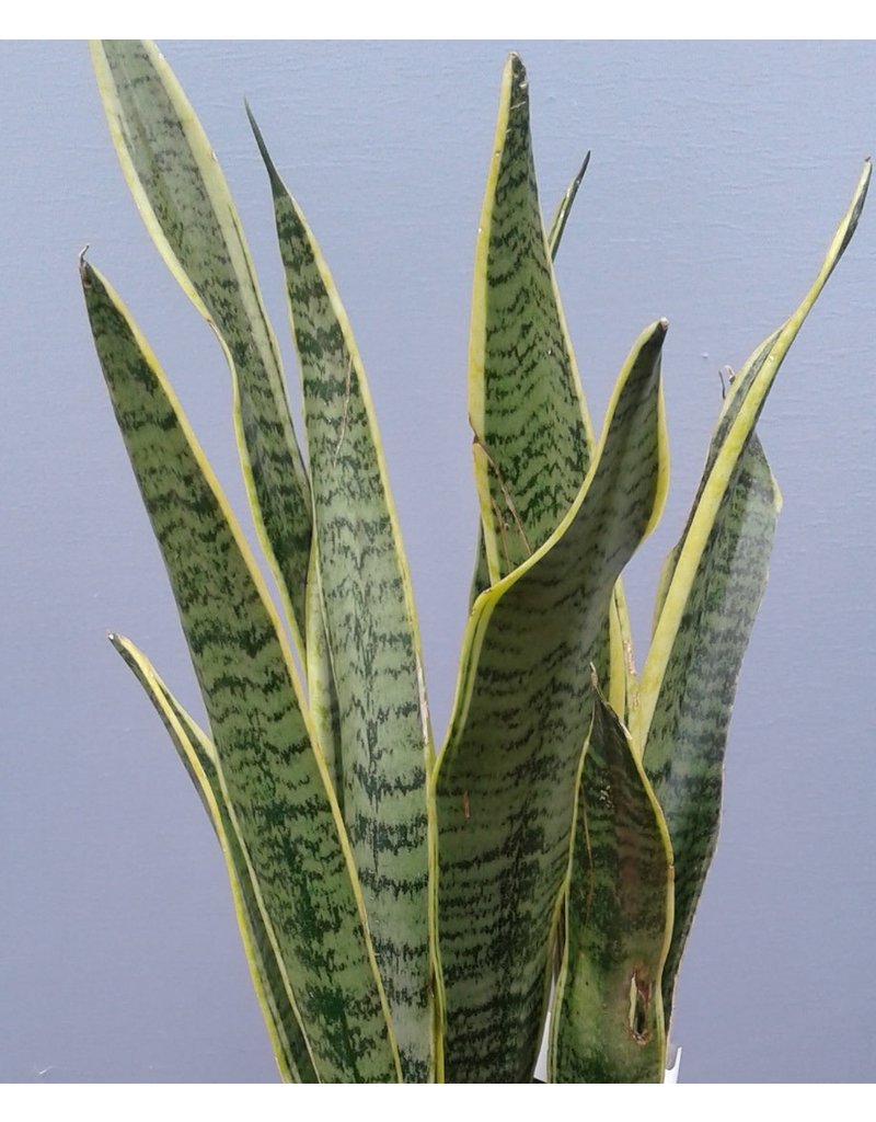 8" Sansevieria trifasciata 'Laurentii' Snake Plant