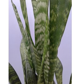 6" Sansevieria 'Black Coral' Snake Plant