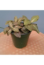 4" Pink Fittonia