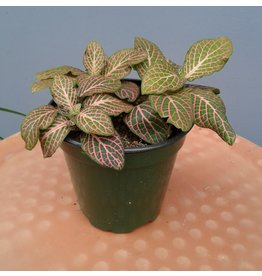 4" Pink Fittonia