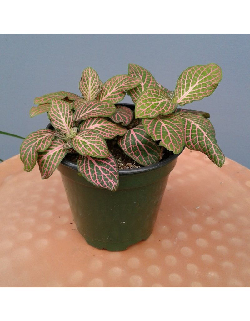 4" Pink Fittonia