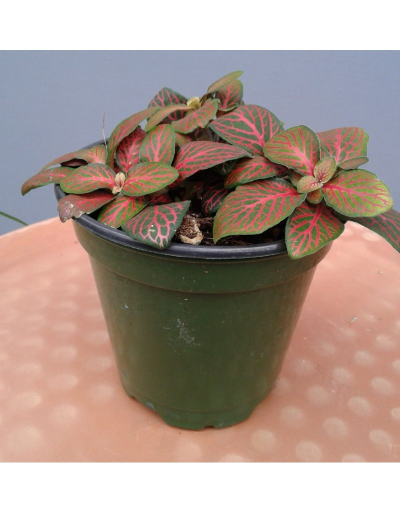 4" Red Vein Fittonia