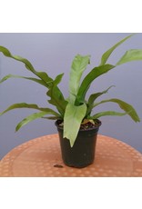 4" Bird's Nest Fern