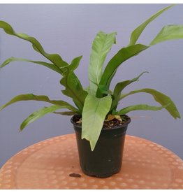 4" Bird's Nest Fern