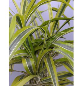 6" Dracaena 'Lemon Lime'