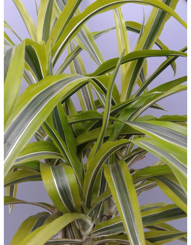 6" Dracaena 'Lemon Lime'