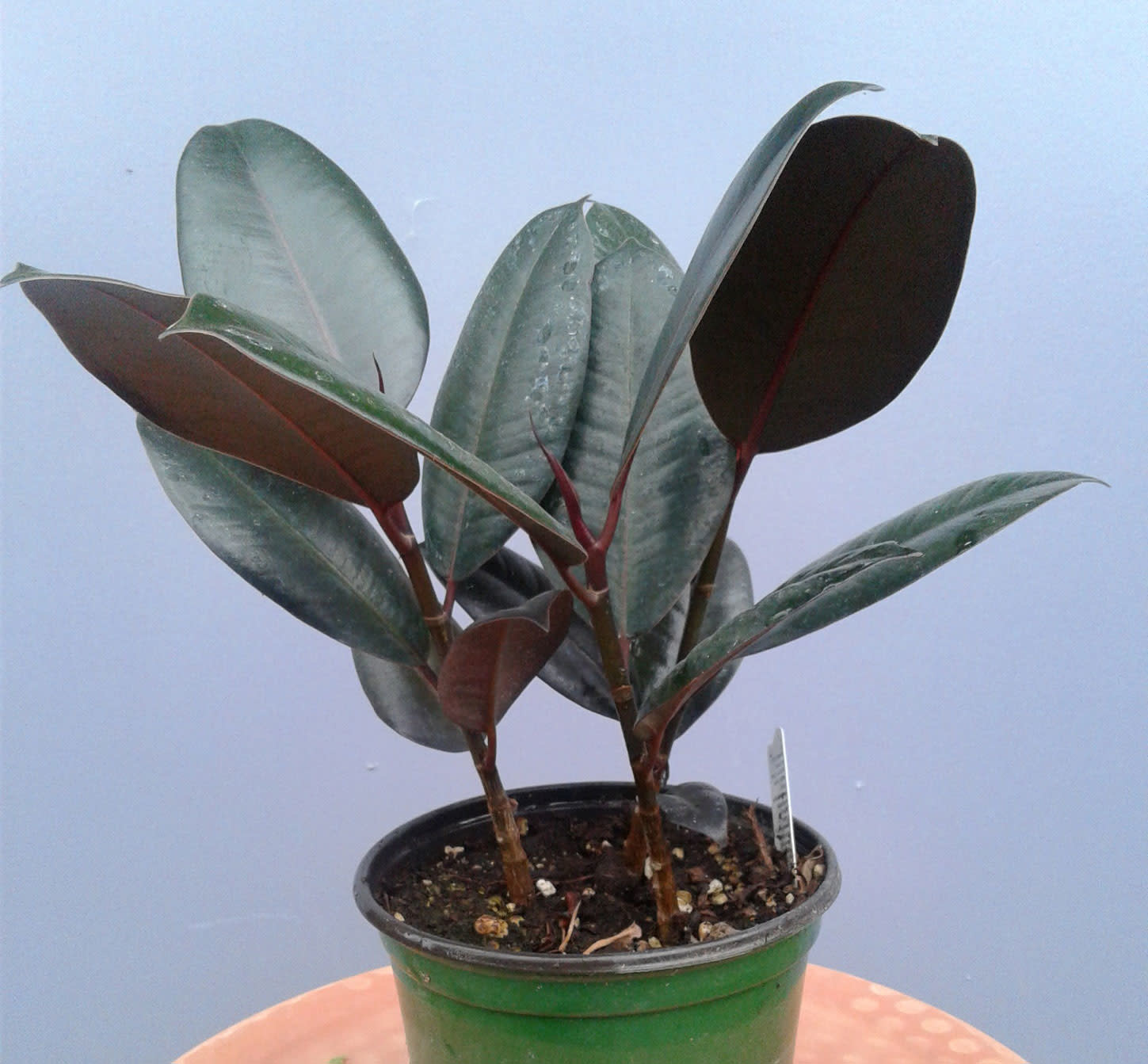 Ficus elastica 'Burgundy' RUBBER PLANT 6 - Yard N Garden Land