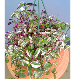 6" Zebrina pendula 'Tricolor Wandering Jew'