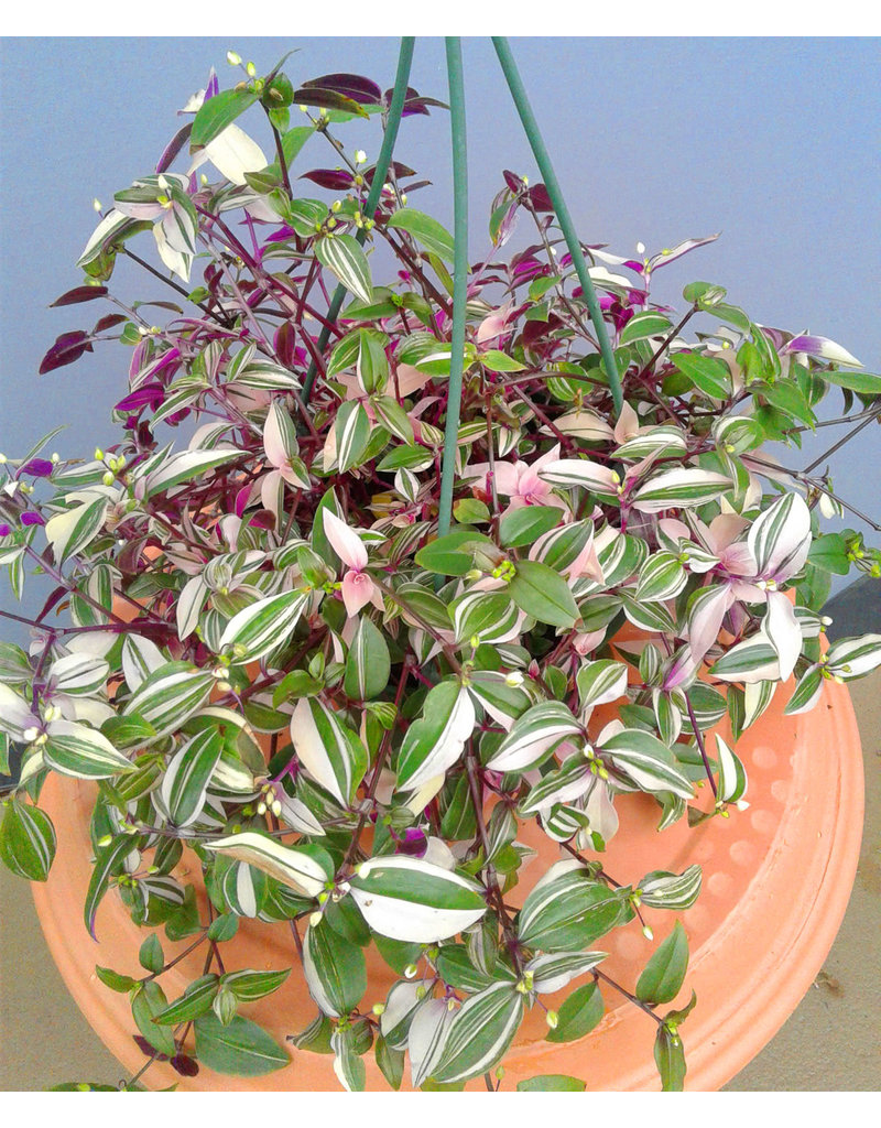 6" Zebrina pendula 'Tricolor Wandering Jew'