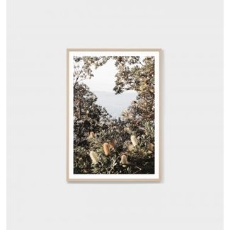 Warranbrooke Coastal Banksia - Framed Print