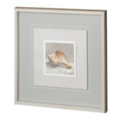 cadre coquillage sur fond gris cadre coquillage sur fond gris