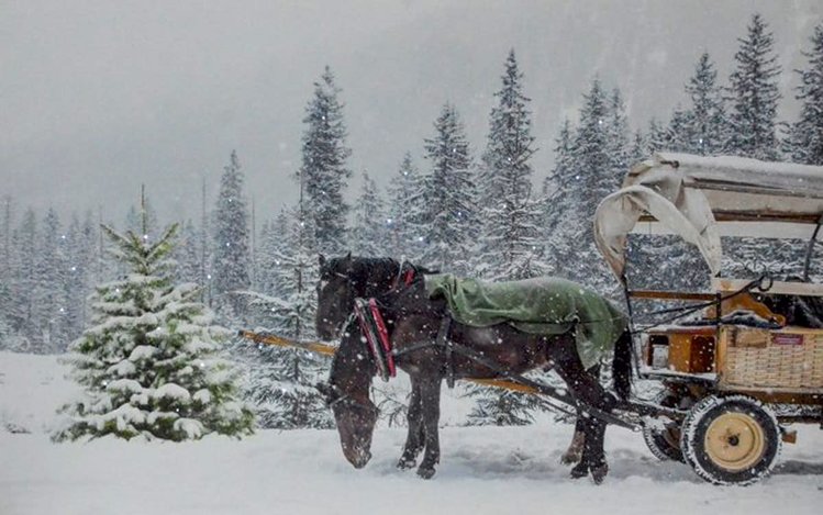 NOSTALGIA CADRE LUMINEUX AU LED CHEVAUX ET CALÈCHE 23-1/2  X 15-3/4