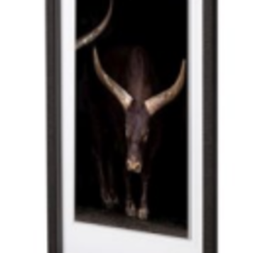 MERCANA CADRE BOEUF ET CORNE NOIR 17-1/2 X 31-1/2