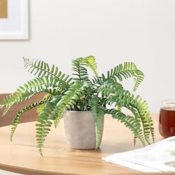 TORRE & TAGUS Plante solaro en pot rond 3-1/2 d