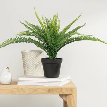 TORRE & TAGUS Plante boston en pot noir 17h