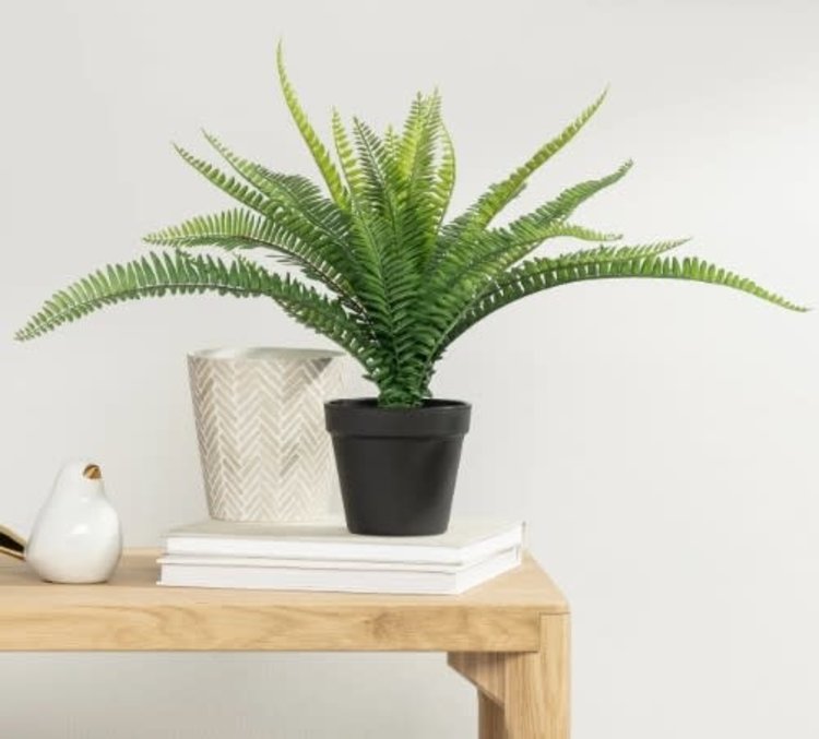 TORRE & TAGUS PLANTE BOSTON EN POT NOIR 17H