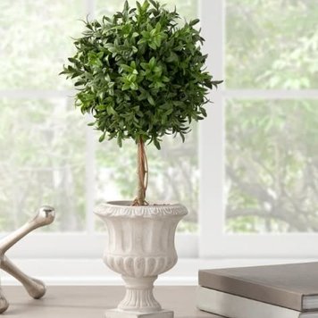 TORRE & TAGUS Arbuste arabella en pot gris 18h