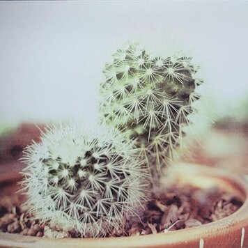 Cadre 3 cactus 36 x 12po