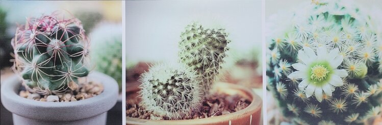 Cadre 3 cactus 36 x 12po