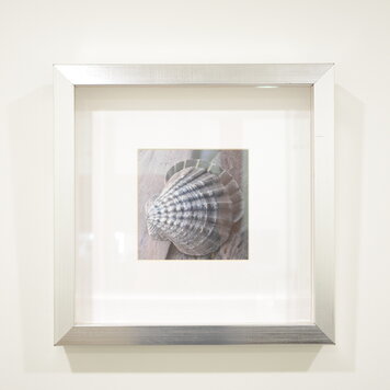 Cadre driftwood IV coquillage bleu/gris 14 x 14po