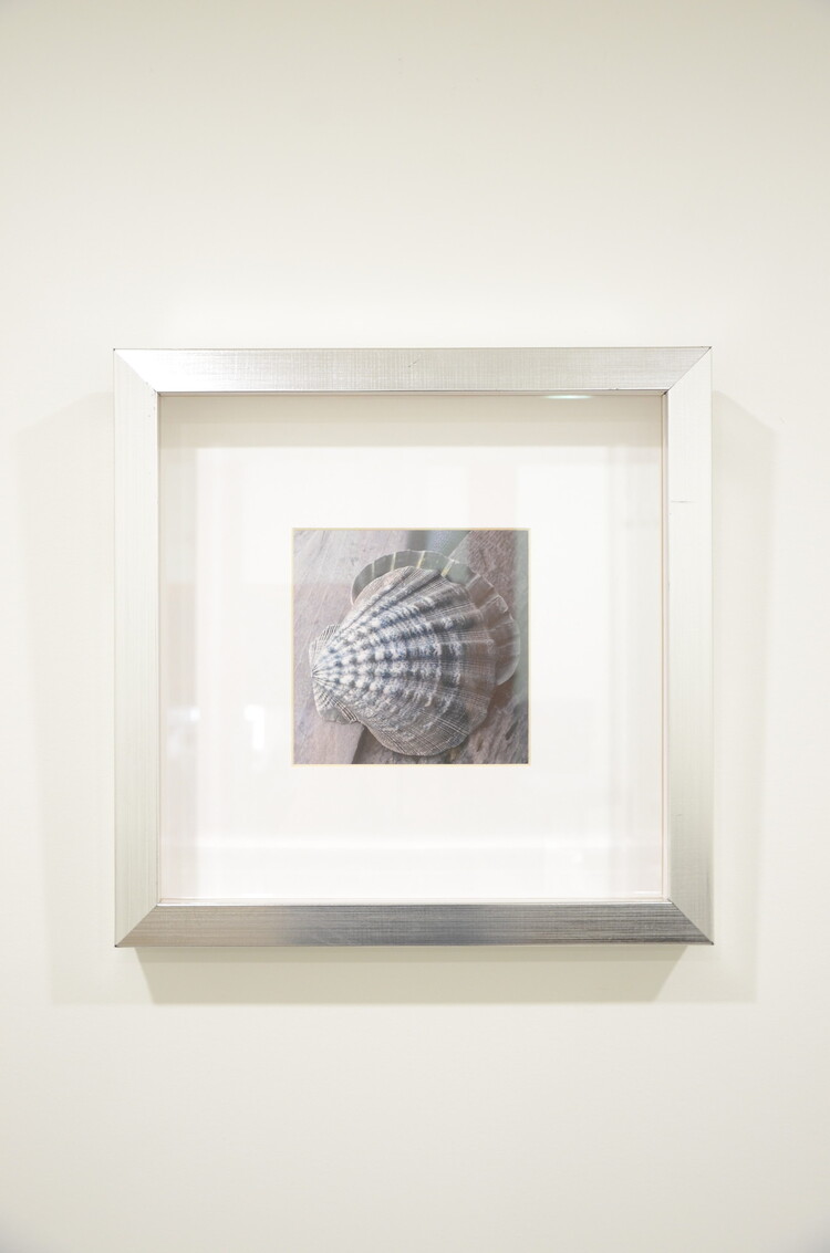 Cadre driftwood IV coquillage bleu/gris 14 x 14po