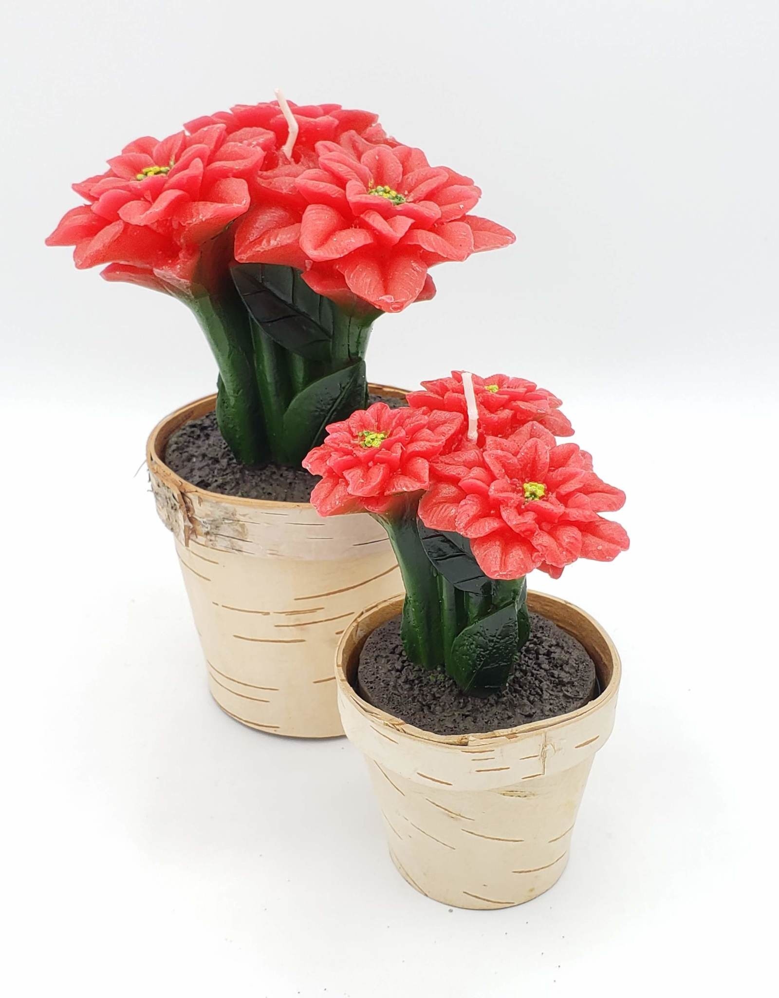 Poinsettia Candles in Birch Pot, Large