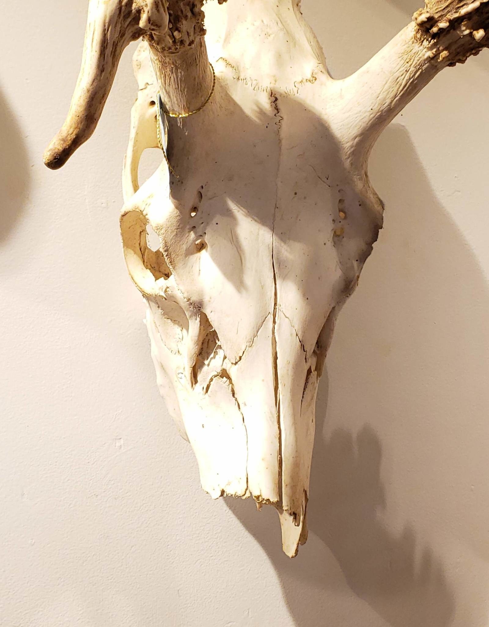 Skull Elk, Bull
