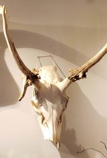 Skull Elk, Bull