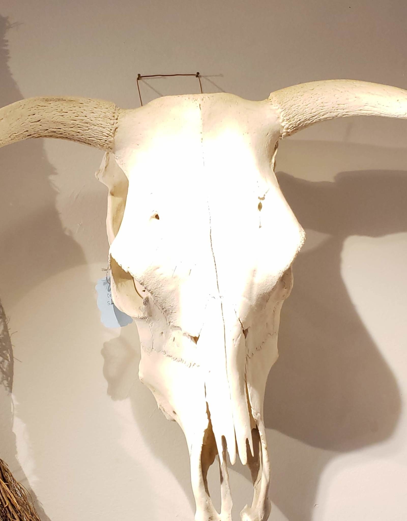 Skull Cow, Longhorn / Shorthorn
