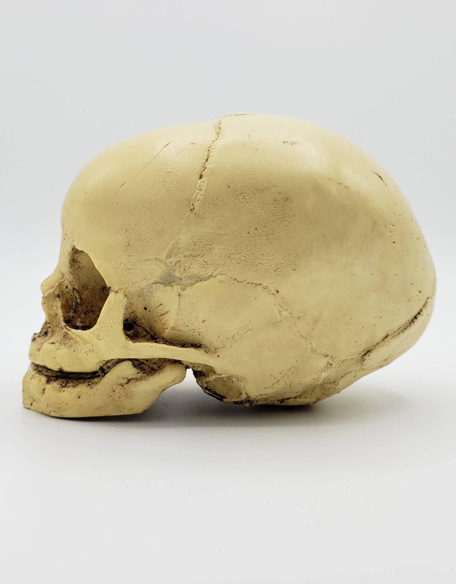 Resin Cast Skull by Jason Soles