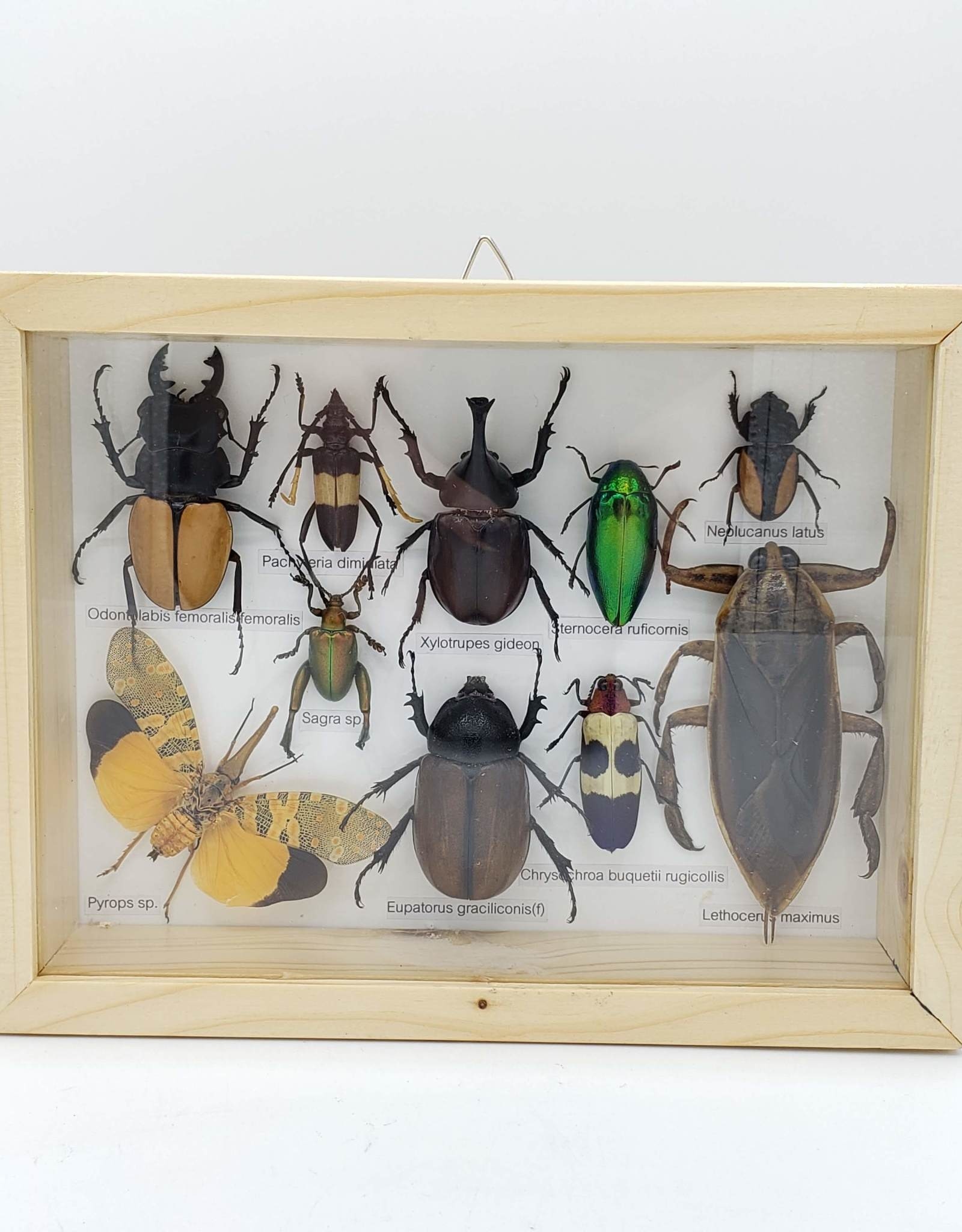 Insects Bugs Beetle Specimen Shadowbox