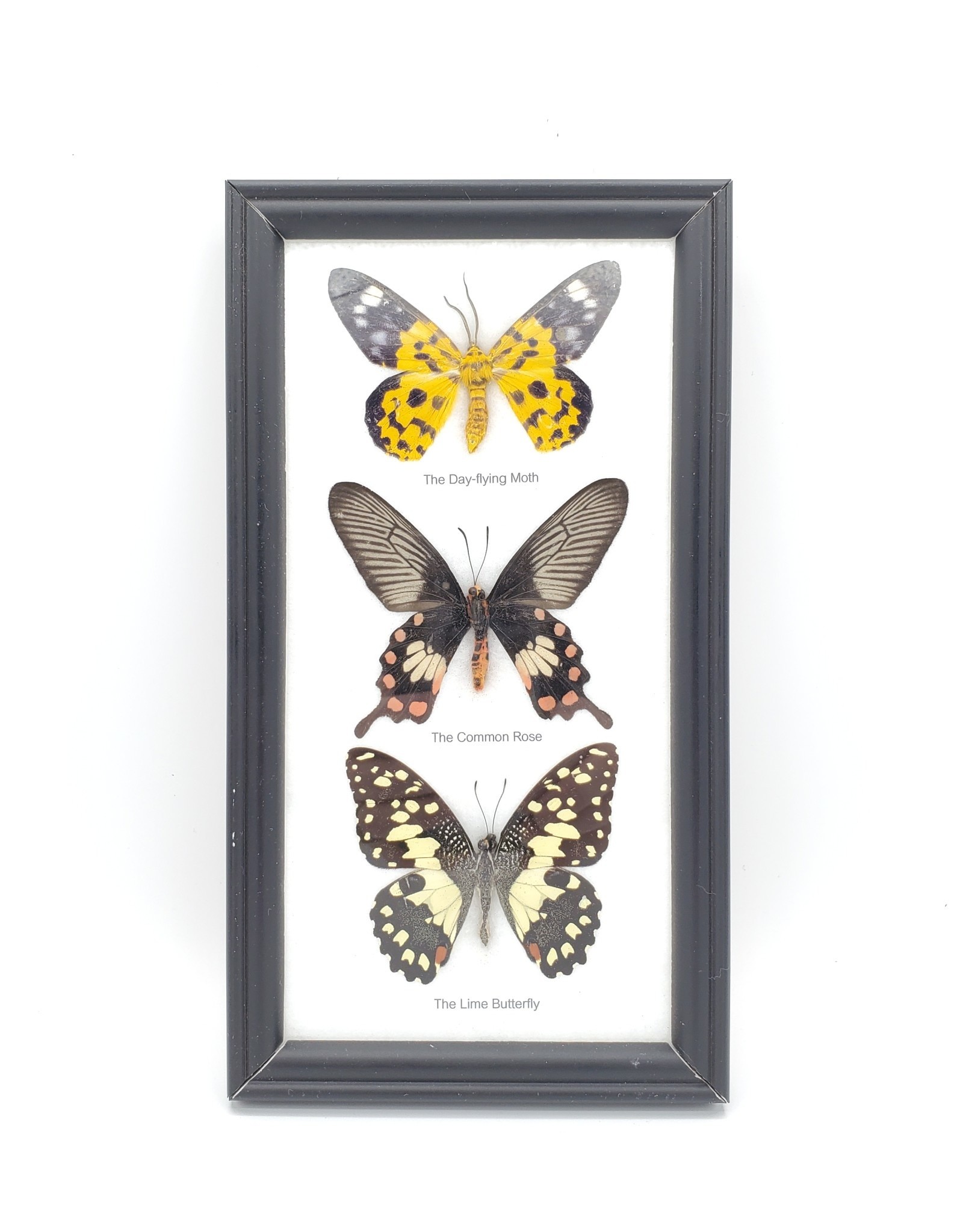 Butterfly Trio Specimen Framed