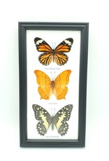 Butterfly Trio Specimen Framed