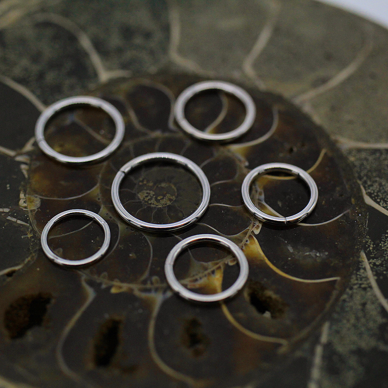 BVLA 18g White Gold Seam Ring Enigma Professional Piercing Adams