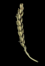 WHEAT BROOCH