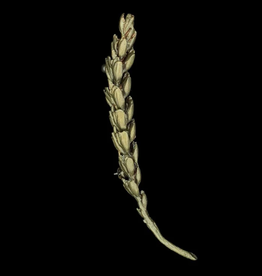 WHEAT BROOCH