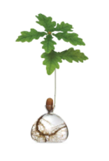 CLEAR ACORN VASE