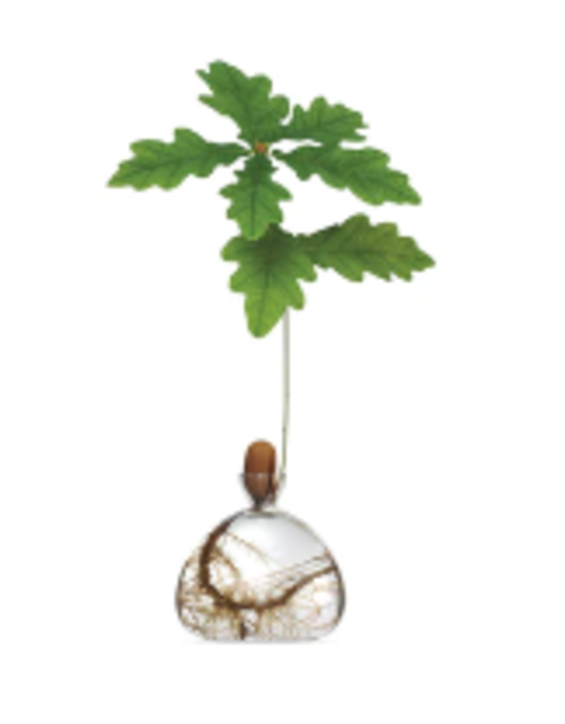 CLEAR ACORN VASE