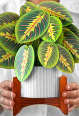 PRAYER PLANT