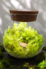 MOSS BOWL