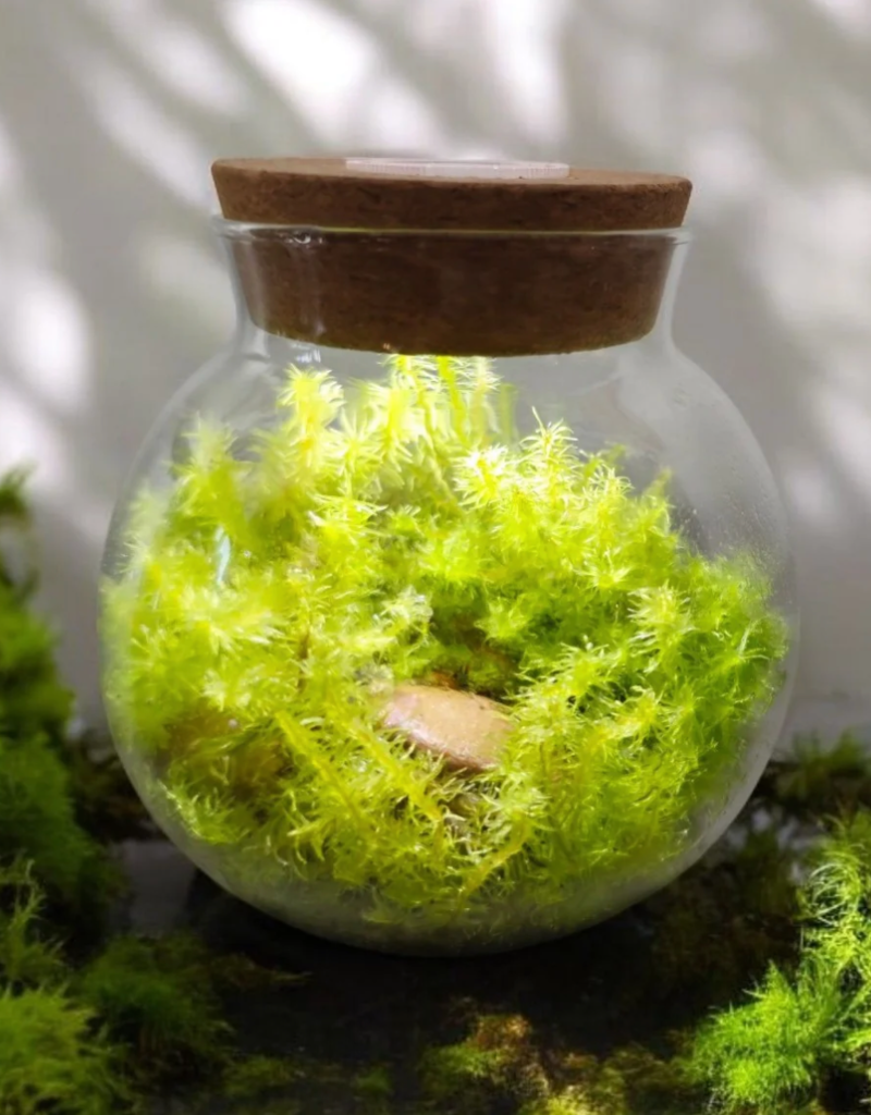 MOSS BOWL