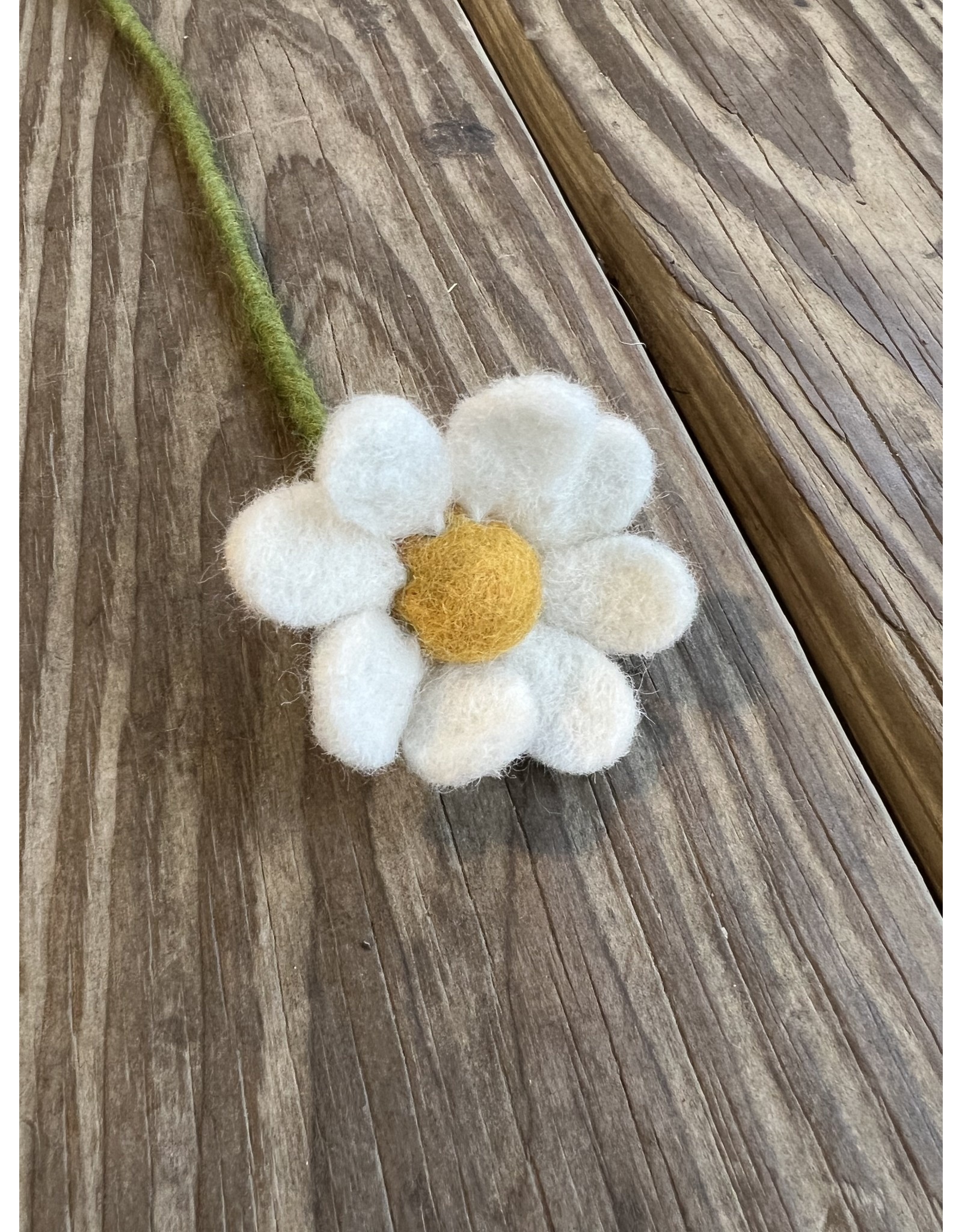 White Felt Anemone