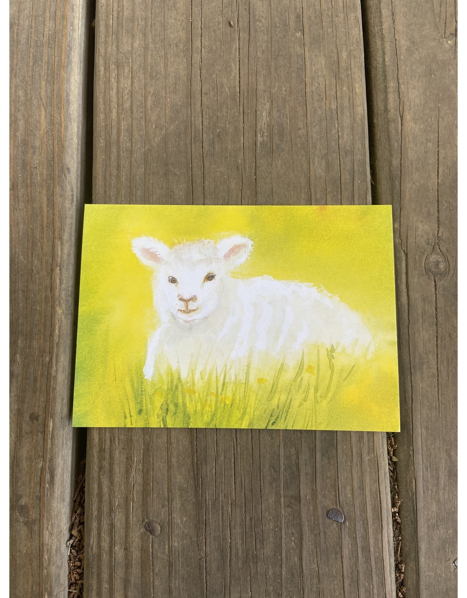 The White Lamb Postcard