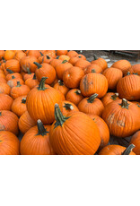 Pumpkin Path Pumpkin