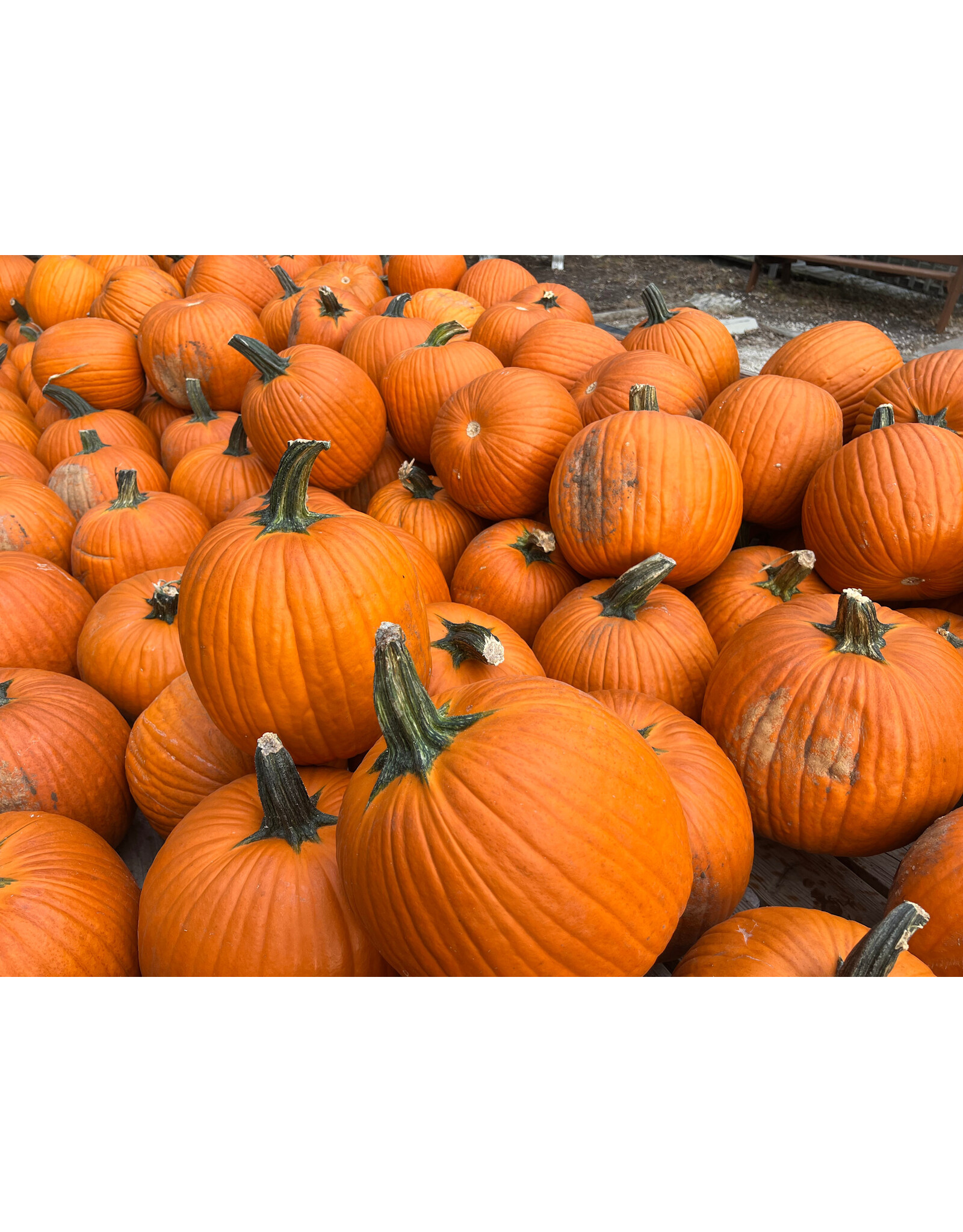 Pumpkin Path Pumpkin