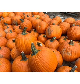 Pumpkin Path Pumpkin