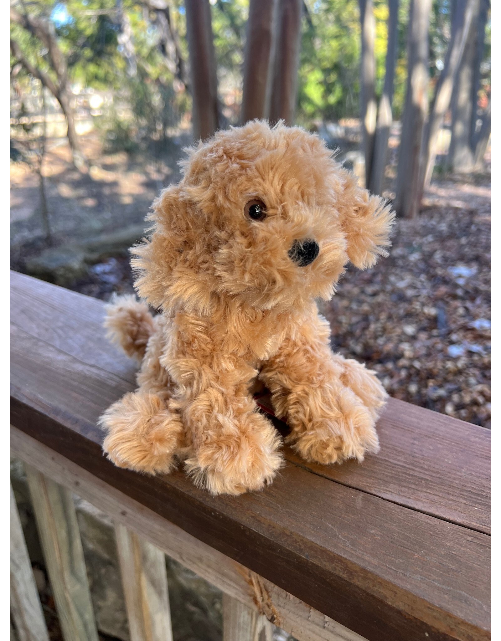 Molasses Caramel Labradoodle