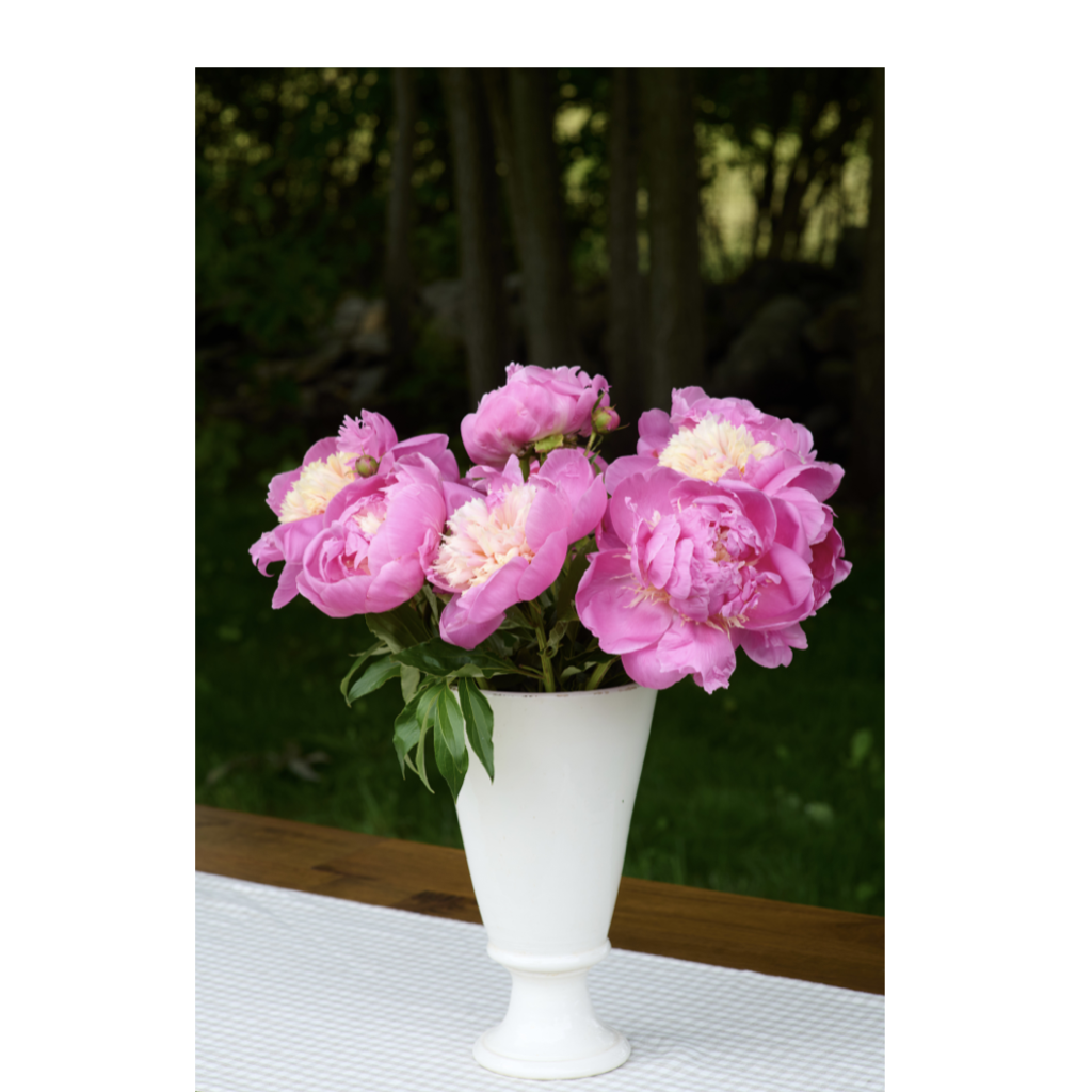 Chatham Vase - Medium Ivory