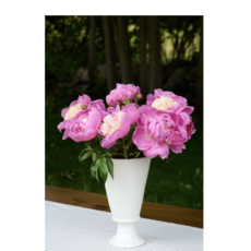 Chatham Vase - Medium Ivory