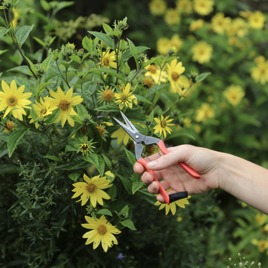 Snips - Garden